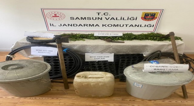 Jandarma tarlada ekili 2 bin 53 kök keneviri drone ile tespit etti: 1 gözaltı