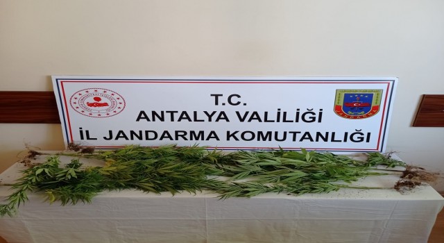 Jandarmadan sazlıkta Hint keneviri üretimine suçüstü