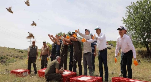 Kahramanmaraşta yetiştirilen kekliler yurdun dört bir yanına doğayla buluşuyor