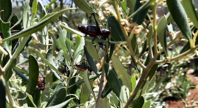 Karacasuda zeytin ağaçlarını çekirgeler istila etti