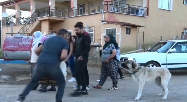 Kendinden geçmiş halde davul çalıyordu, köpeğin havlaması ile neye uğradığını şaşırdı