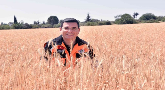 Kepezin buğday tarlalarında hasat zamanı