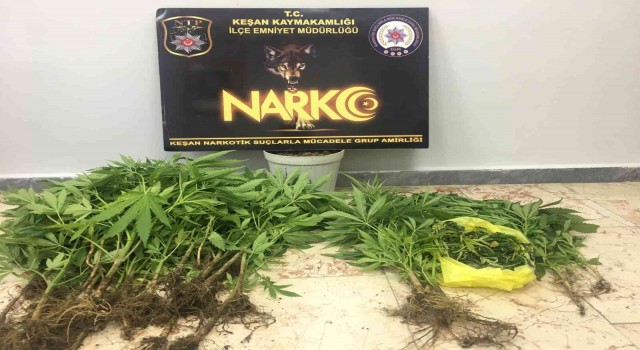 Keşanda saksı içinde kenevir ele geçirildi