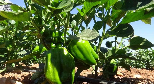 Kiliste acı biber tarlada 6 TL, markette 15 TLden satılıyor