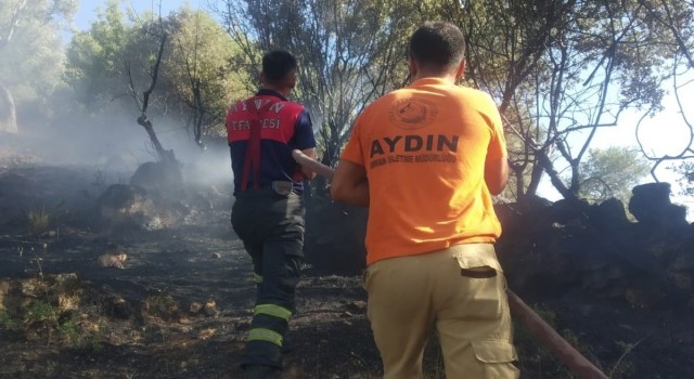 Koçarlıda zeytinlik alanda yangın