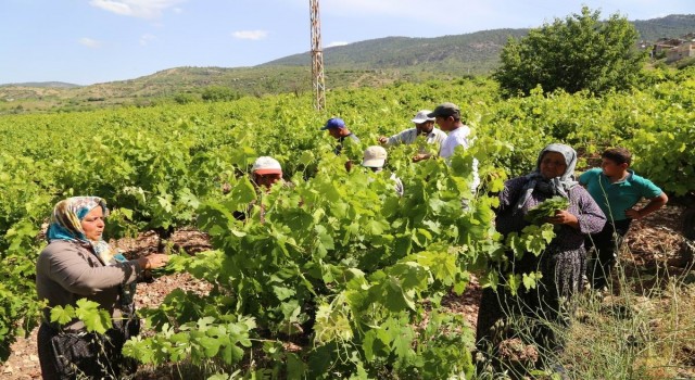 Konyada üzüm yaprağı hasadı başladı
