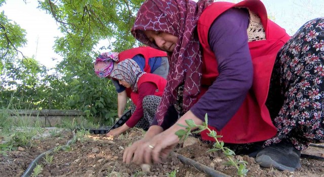 Korkutelinde kadınlar tıbbi ve aromatik bitki yetiştirecek