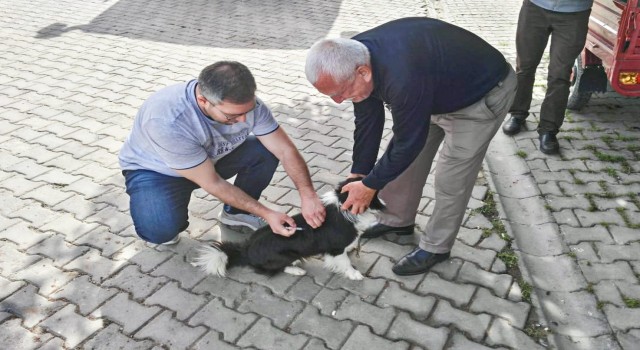 Kuduz hastalığı ile mücadele çalışmaları sürüyor