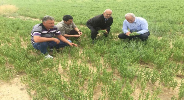 Kuluda bu yıl mercimek, nohut ve kimyonda yüksek rekolte bekleniyor
