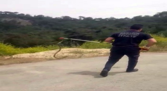 Kümesteki 1.5 metre uzunluğundaki yılanı itfaiye yakaladı
