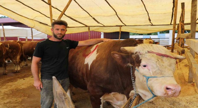 Kurban pazarının 1,3 tonluk Şampiyonu