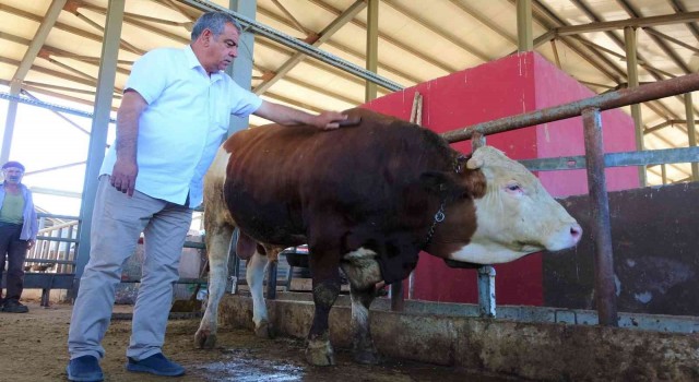 Kurban pazarının ‘Kral tosunu 50 bin TLye alıcısını bekliyor