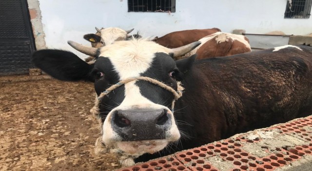 Kurbanlıklar görücüye çıktı