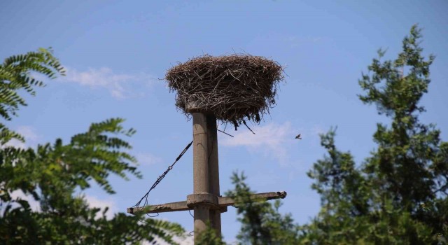 Kuşların elektrik direğine kurduğu yuva görenleri hayran bıraktı