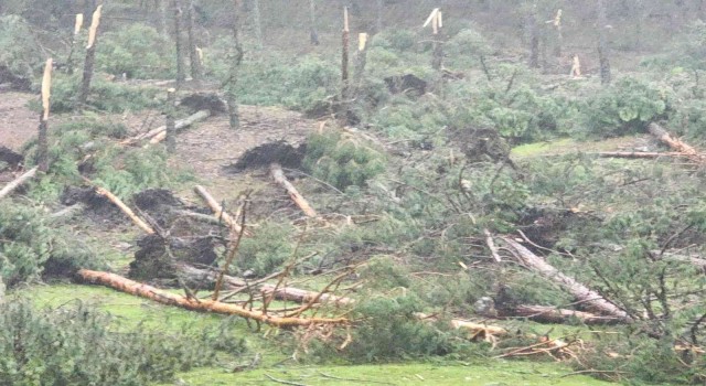 Kütahyada hortum paniği: 80e yakın ağaç devrildi