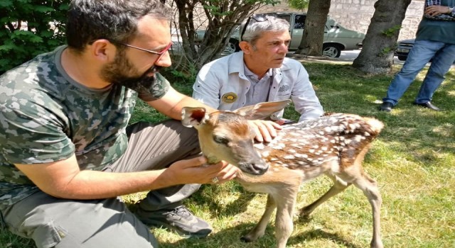 Kütahyada köpek saldırısına uğrayan kızıl geyik yavrusu koruma altına alındı