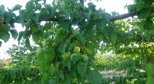 Malatyada kayısı üreticisi hasat için gün sayıyor