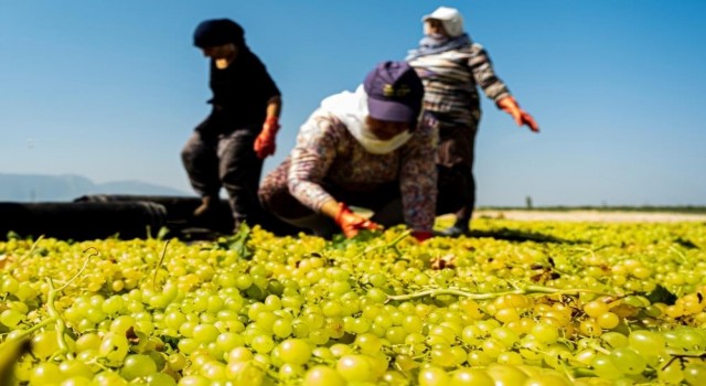 Manisa Büyükşehirden üzüm üreticisine 100 bin sepet desteği