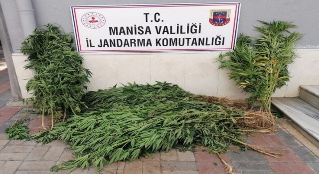 Manisada iki ilçede kenevir operasyonu
