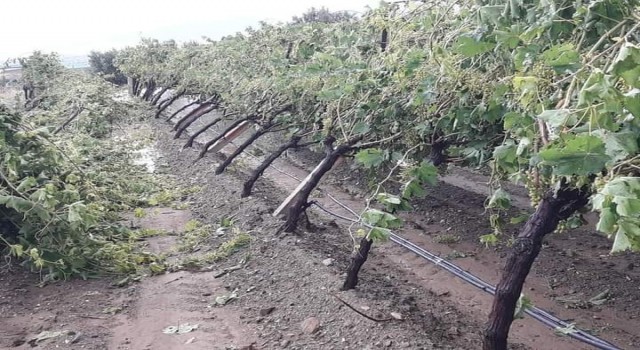 Manisada şiddetli dolu yağışı bağlarda zarara yol açtı