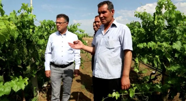 Manisada üzüm bağlarını dolu vurdu
