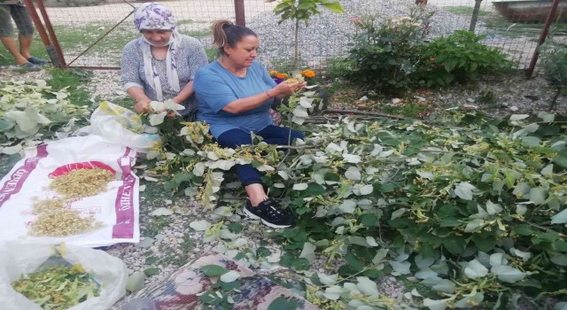 Manyasta ıhlamur hasadı başladı