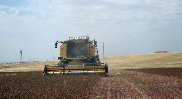 Mardinde çölyak hastaları için ekilen karabuğdayın hasadı yapıldı