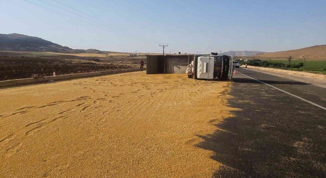 Mardinde kamyon devrildi, tonlarca buğday yola döküldü