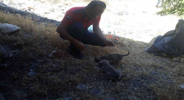 Mardinde kuyuya düşen yavru köpekler itfaiye ekipleri tarafından kurtarıldı