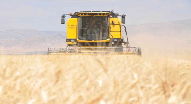 Mardinde sulu tarım arazilerinde buğday rekoltesi sevindiriyor