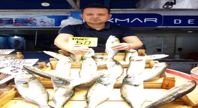 Marmarada lüfer bereketi