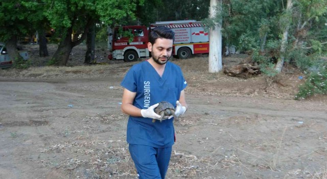 Marmaristeki Yangında dumandan zehirlenen kaplumbağa hayata döndürüldü