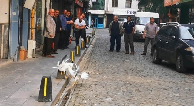 Martıların kavgasını film izler gibi izlediler