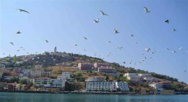 Martının yuttuğu olta iğnesi ameliyatla çıkarıldı