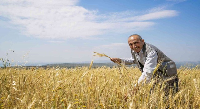 Mersinde üreticilere kuraklığa dayanıklı buğday tohumu dağıtıldı