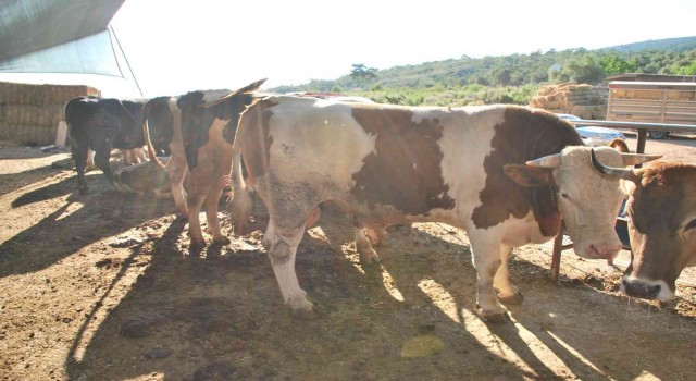 Milasta kurbanlık satışları başladı