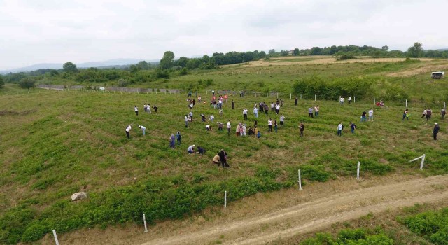 Minikler fidan dikerek Çevre Haftasını kutladı