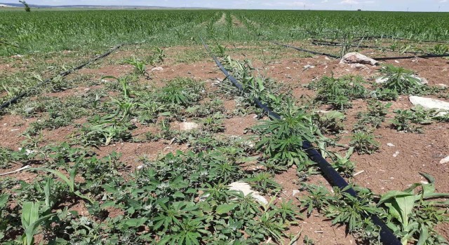 Mısır tarlasına ekili 900 kök kenevir ele geçirildi
