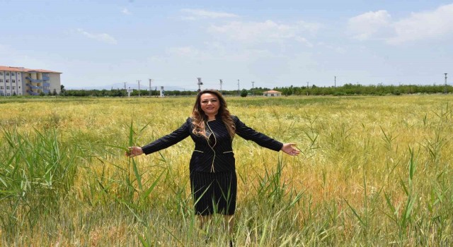 MTÜden tahıl üretimine destek