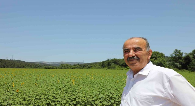 Mudanya Belediyesinin ayçiçekleri hasada hazırlanıyor