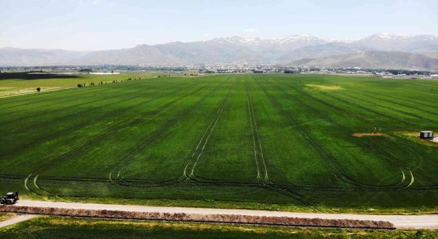 Muşta buğday ve arpadan ekonomiye 2 milyar 547 milyon TL katkı bekleniyor