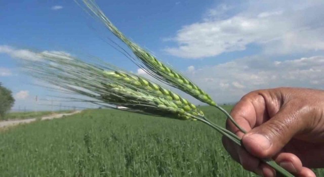 Muşta çiftçiler arpa ve buğday veriminde yüzde 75 artış bekliyor