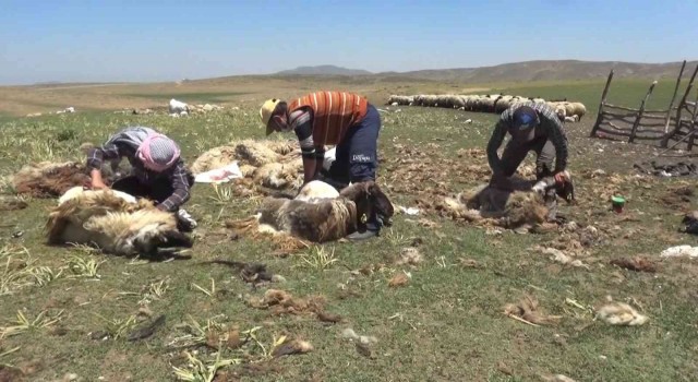 Muşta koyunların kırkımına başlandı