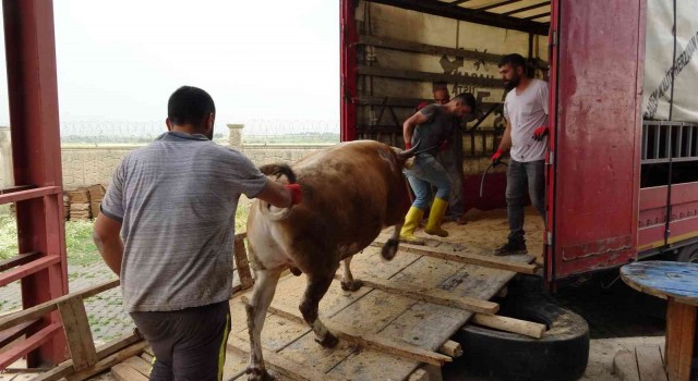 Muştan batı illerine kurbanlık sevkiyatı başladı