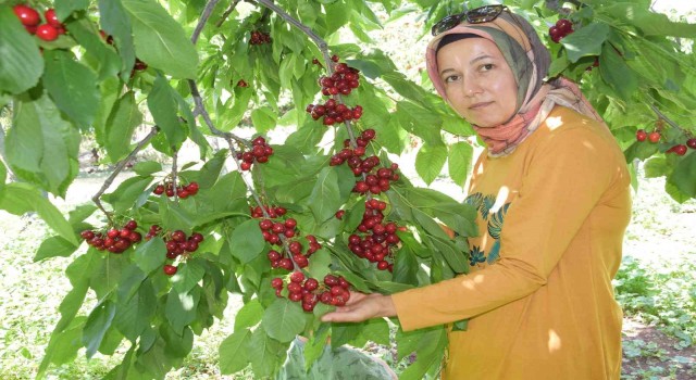 Napolyon türü kirazlar üreticinin yüzünü güldürüyor
