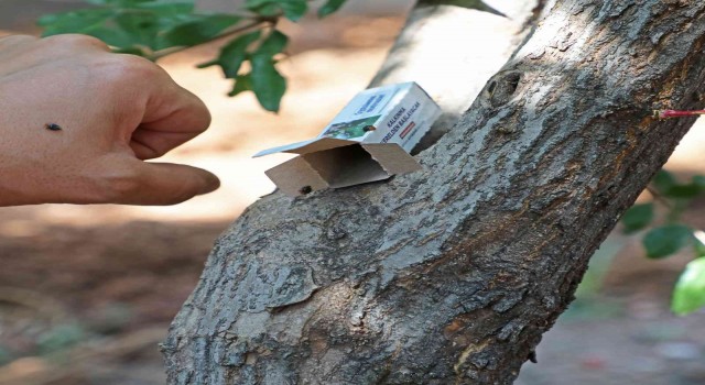 Narenciye ve nar ağaçlarını avcı böcek koruyacak