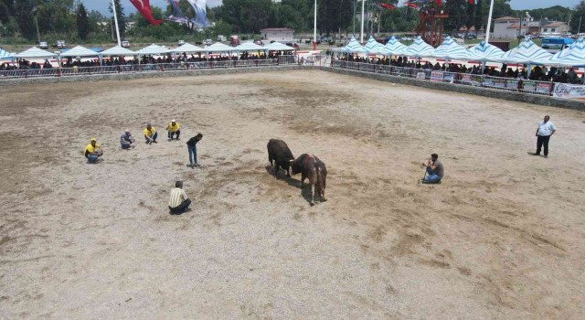 Nazilli 2. Geleneksel Boğa Güreşi Festivali yapıldı