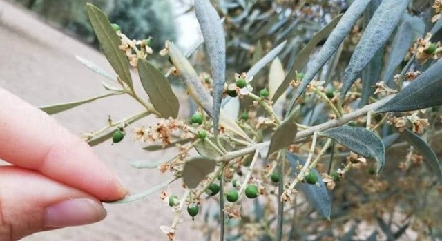 Nazilli İlçe Tarım ve Orman Müdürlüğü üreticileri zeytin güvesine karşı uyardı