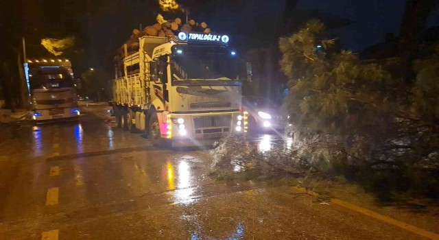 Nazillide ağaçlar, rüzgara dayanamadı