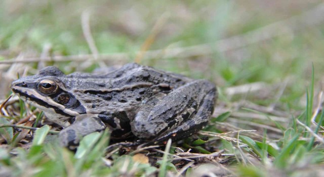 Nesli tükenmekte olan Tavas Kurbağasından sevindiren haber